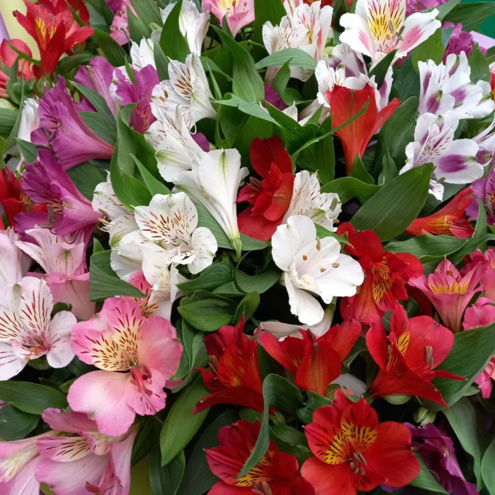 Букет цветов «Монобукет из разноцветной альстромерии» - фото 3